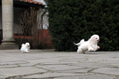 Zwei laufende Malteser-Hunde / Bild vergrößern