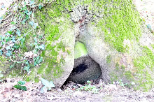 18.03.2009 - Ein Baum hat einen Grabstein umwachsen, in direkter Nähe der Chorruine. / Klick vergrößert Bild