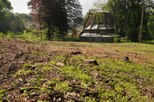 08.05.2009 - Rodung zur Wiederherstellung des Raumstruktur des ehemaligen englischen Landschaftsparks / Klick vergrößert Bild