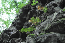 08.05.2009 - Farn auf einer Basaltwand am Weilberg / Klick vergrößert Bild
