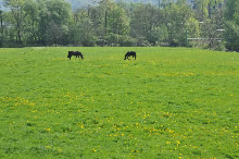 Foto vom 26.04.2009 - Idyllisch stehen zwei Pferde auf einer Weide mit viel Löwenzahn. / Klick vergrößert Bild